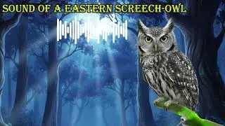 SOUND OF A EASTERN SCREECH OWL 🔊 What does a eastern screech owl sound