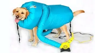 10 КРУТЫХ ВЕЩЕЙ ДЛЯ СОБАК С ALIEXPRESS #2
