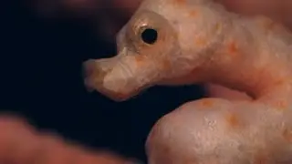 DIVING Cabilao Island - PHILIPPINES