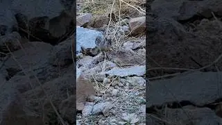 Arizona Chipmunk on Wind Cave Trail in Usery Park Arizona