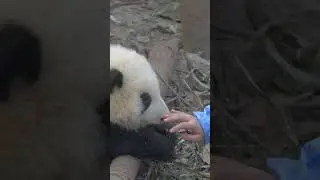 One Panda Gets Pets, Other Faints From Envy  #panda