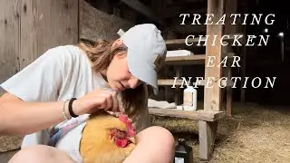 Treating Inner Ear Infection in Chickens