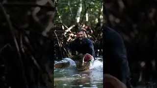 Monster Fish of the Mangrove Swamp #shark #shortsvideo