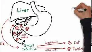Fat Loss Factor Free Tip