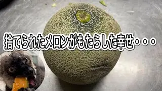 傷んで商品にならず廃棄されるメロン・・・。そんなメロンが動物達にもたらした幸せ♫