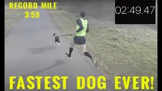 World's Fastest Dog Walk | 3:59 Mile
