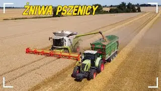 ✔Żniwa pszenicy w GR.Kościelak✔6xClaas✔Cwanek✔Prasowanie słomy✔Claas Lexion 770✔