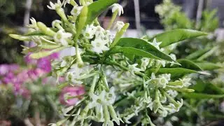 A beautiful fragrant flowering plant#Raat ki raani#Night Jasmine#White summer flowers
