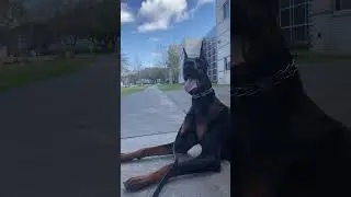 100% Raw-fed (BARF) Doberman. Relaxing after tough training #doberman #youtubeshorts #shorts #dogs