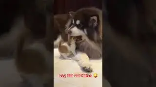 Dog Eat Cat Kitten 🤯 #catsviral
