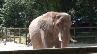 Baltimore Zoo Elephant