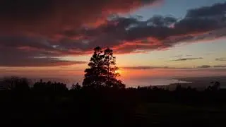 Azores Drone Aerial | Green Pastures & Cows at Sunset