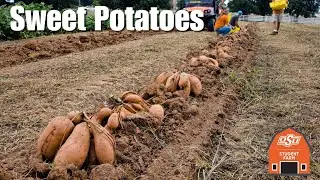 С поля на стол: секрет сладкого, долго хранящегося батата!