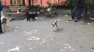 DiMattina Dog Run MeetUp: May 15, 2016 (Part 2)