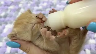 Cute tiny little kitten video 💕💕