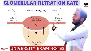 Glomerular Filtration Rate GFR | Renal Syestem Physiology