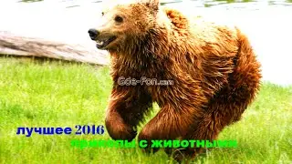 Funny animal videos compilation 2016.Забавные животные!!!Cuties Cats compilation 2016.
