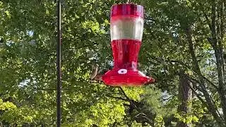 National Hummingbird Day