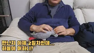 회색앵무새 달봉이와하늘이 대구앵무새농장 적응기 2일차 사람손을 무서워하는 앵무새와 친해지는방법