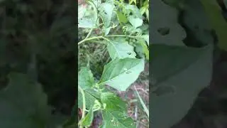 C&acirc;y tầm b&oacute;p| Cut-leaved groundcherry, Tooth-leaved bladder cherry , Physalis angulata