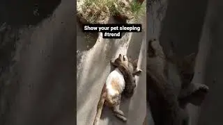 #cats at #ucp r #cute and with #kitten | #funny #funnyvideo #funnycat #love #cat #foryou #foryoupage