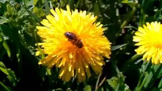 Flying bee