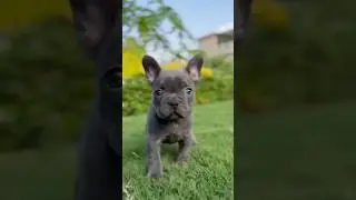 top quality french Bulldog puppy for sale