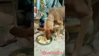 Dog #funnydog #video #funny #ekmotahathighumechala #funnypet #pets 🐶🐕🦮😅