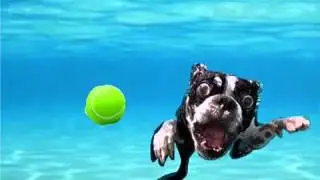 Underwater dogs 3