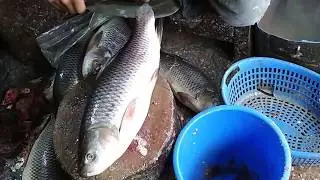 Rui fish cutting, world fish cutting, Freelancer Saiful