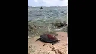 Turtle rescue on Raine Island