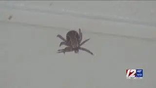 Will the mild winter lead to a worse tick season?
