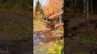 Fall scenery 2025 and some Halloween oh the autumn colour  #nature #fall colours # pumpkins