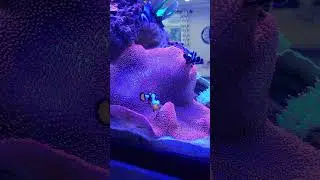 Even the Monster Anemone likes  Reef Roids  by @polyplab #anemone #aquariumhobby #fishtank #reeftank
