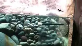 ジュウベエ