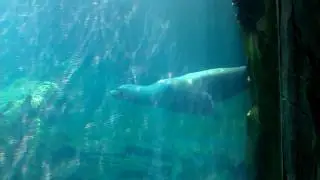 Auckland Zoo, Seals.