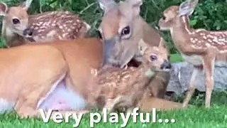 Rare Deer Triplets were born at the edge of the parking lot