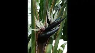 Tropical bird of paradise blooming in the winter. 🌺 #music #shorts #asmr #flowers #birdofparadise