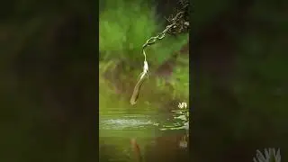 A Fish Challenged A Snake Mid-Air😍