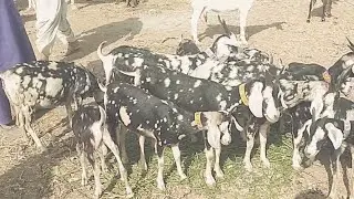 Black Tapri goats in Tando adam bakra mandi