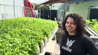 HIDROPÓNICO COMERCIAL CILANTRO CON PROBLEMAS / SISTEMA ACUAPÓNICO / ALL PONICS