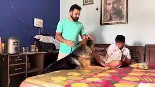 German Shepherd Training Tips & Aggression Control | Expert Guide