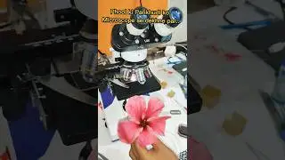 Phool ki Pankhudiyon ko microscope se dekhane #shorts