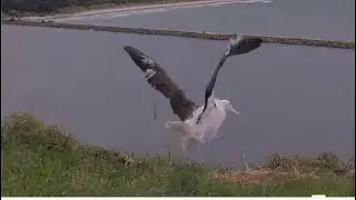 Royal Albatross ~ SSTrig Pre-Flight Training Getting Air Under Paddles! 2 BEAUTIFUL SKYCALLS 8.27.25