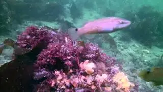 Diving Denmark