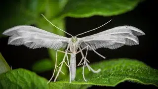 Beautiful Moths -  1 🦋