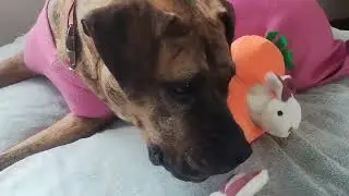 Hide and Seek Squeaky Dog Plush Toy, Rabbit and Carrot Review