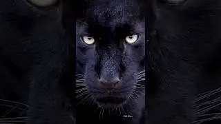 😱Вот это Крутое Мяу | Забавное Видео #shorts #trend #fannyvideo #cat #happy