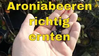 Aroniabeeren richtig ernten mit Stiel oder besser ohne So ernten Sie Aroniabeeren richtig