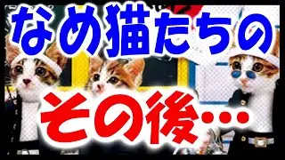 【80年代】なめ猫ブームが消されたワケ【昭和のアイドル猫を襲った悲劇】